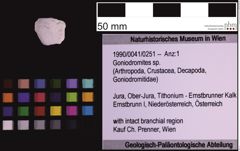 Foto (Objekt + Etiketten) von Goniodromites sp. (NHMW-GEO-1990-0041-0251)